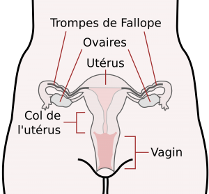 2000px-Scheme_female_reproductive_system-fr.svg